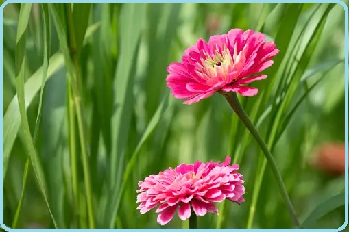 Selezione invalsi inglese secondaria secondo grado quinto blooming flower