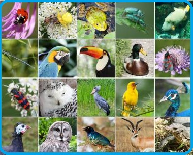 Selezione invalsi inglese secondaria classe quinta wildlife collage