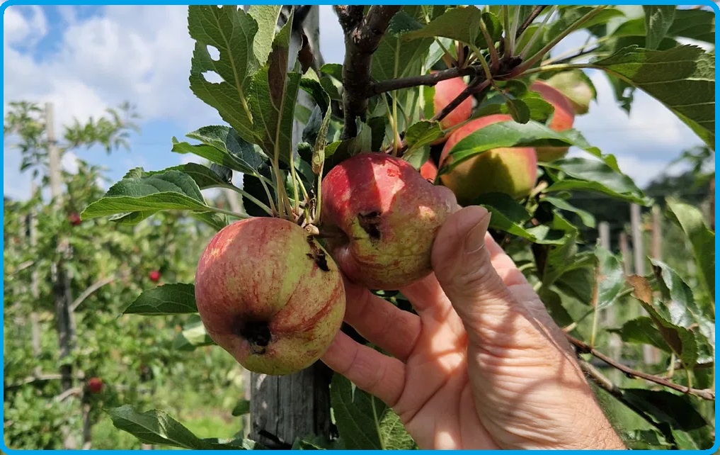 Selezione invalsi inglese secondaria classe terza picking fruit